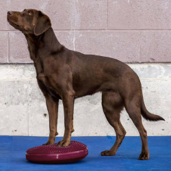 FitPAWS balancebræt til kæledyr 36 cm bærfarvet