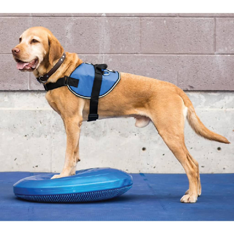 FitPAWS balancebræt til kæledyr 36 cm blå FitPAWS balancebræt til kæledyr 36 cm blå
