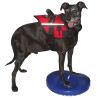 FitPAWS balancebræt til kæledyr 36 cm blå
