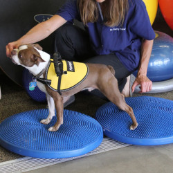 FitPAWS balancebræt til kæledyr 36 cm blå